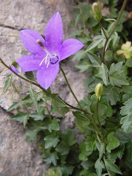 Campanula arvatica subsp. arvatica \ Oviedo-Glockenblume / Oviedo Bellflower, E Picos de Europa, Fuente De 14.8.2012