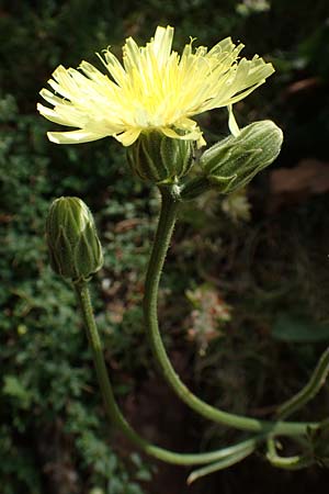 Crepis albida \ Wei�licher Pippau, E Pyren&auml;en, Prat de Cadi 6.8.2018