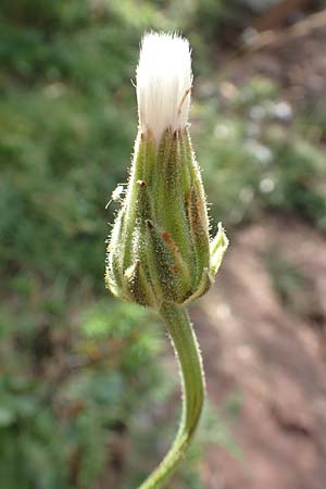 Crepis albida \ Wei�licher Pippau, E Pyren&auml;en, Prat de Cadi 6.8.2018