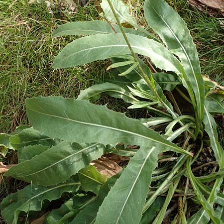 Crepis albida \ Wei�licher Pippau, E Pyren&auml;en, Prat de Cadi 6.8.2018