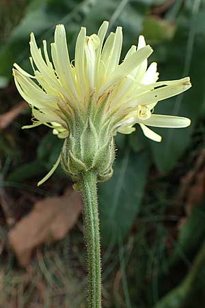 Crepis albida \ Wei�licher Pippau, E Pyren&auml;en, Prat de Cadi 6.8.2018