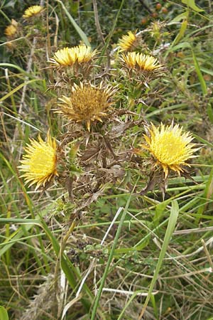 Carlina corymbosa \ Doldige Golddistel, E Zumaia 16.8.2011