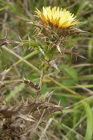 Carlina corymbosa \ Doldige Golddistel, E Zumaia 16.8.2011