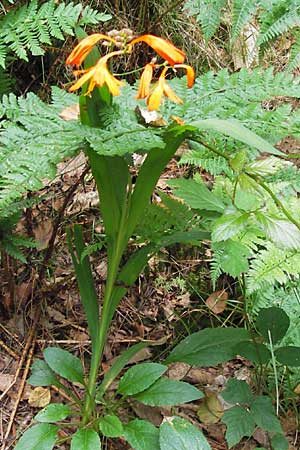 Crocosmia aurea x pottsii \ Montbretie / Montbretia, E Asturien/Asturia Llanes 12.8.2012