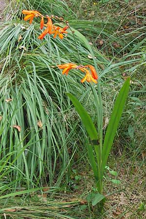 Crocosmia aurea x pottsii, Montbretia