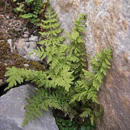 Cystopteris fragilis \ Zerbrechlicher Blasenfarn / Brittle Bladder Fern, E Picos de Europa, Fuente De 14.8.2012