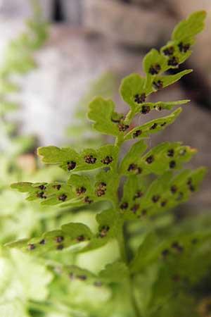 Cystopteris fragilis \ Zerbrechlicher Blasenfarn / Brittle Bladder Fern, E Picos de Europa, Fuente De 14.8.2012