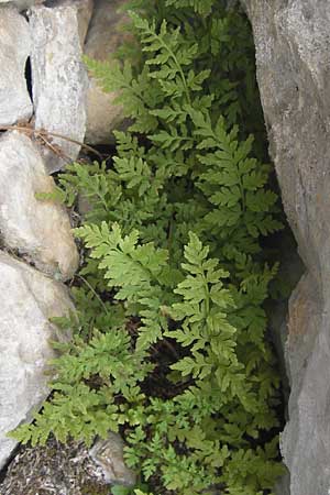 Cystopteris fragilis \ Zerbrechlicher Blasenfarn / Brittle Bladder Fern, E Picos de Europa, Fuente De 14.8.2012