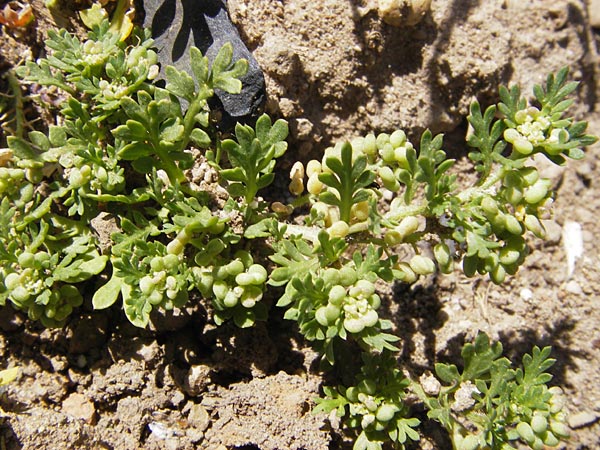 Lepidium didymum \ Zweiknotiger Krhenfu / Lesser Swine Cress, E Picos de Europa, Posada de Valdeon 13.8.2012