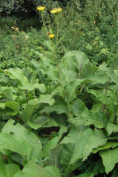 Inula helenium \ Echter Alant / Elecampane, E Pyrenäen/Pyrenees, Boi 16.8.2006