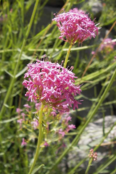 Centranthus lecoqii \ Lecoqs Spornblume / Lecoq's Valerian, E Picos de Europa, Cain 9.8.2012