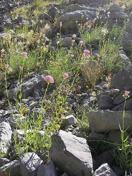 Centranthus lecoqii \ Lecoqs Spornblume / Lecoq's Valerian, E Picos de Europa, Cain 9.8.2012