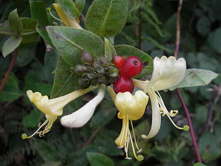 Lonicera caprifolium \ Garten-Geiblatt, Echtes Geiblatt / Italian Honeysuckle, E Bermeo 17.8.2011
