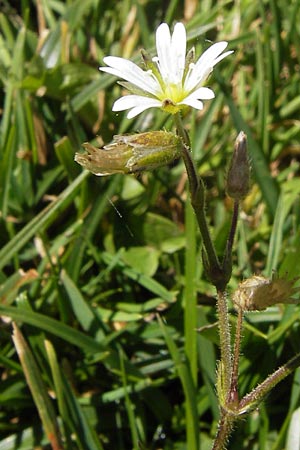 Cerastium fontanum \ Quell-Hornkraut / Common Mouse-Ear, E Picos de Europa, Covadonga 7.8.2012