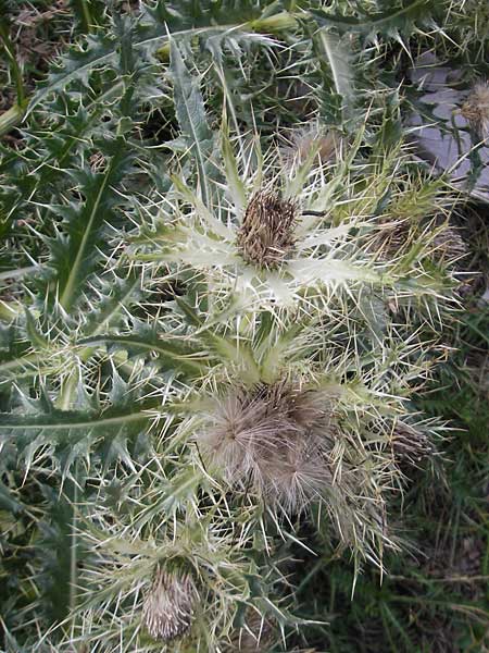 Cirsium glabrum \ Bla�gelbe Pyren�en-Kratzdistel, E Pyren&auml;en, Ordesa 23.8.2011