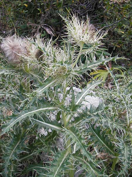 Cirsium glabrum \ Bla�gelbe Pyren�en-Kratzdistel, E Pyren&auml;en, Ordesa 23.8.2011