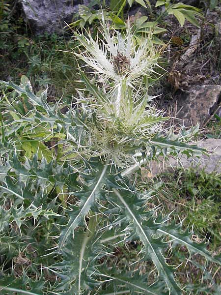Cirsium glabrum \ Bla�gelbe Pyren�en-Kratzdistel, E Pyren&auml;en, Ordesa 23.8.2011