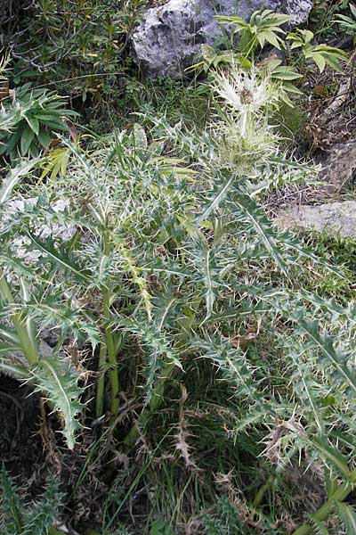 Cirsium glabrum \ Bla�gelbe Pyren�en-Kratzdistel, E Pyren&auml;en, Ordesa 23.8.2011