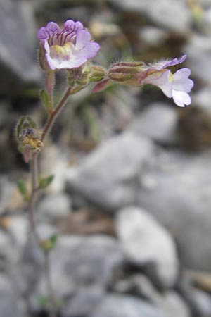 Chaenorhinum origanifolium subsp. crassifolium \ Dickbl&auml;ttriger Orant / Thick-Leaved Toadflax, E Pyren&auml;en/Pyrenees, Ordesa 22.8.2011