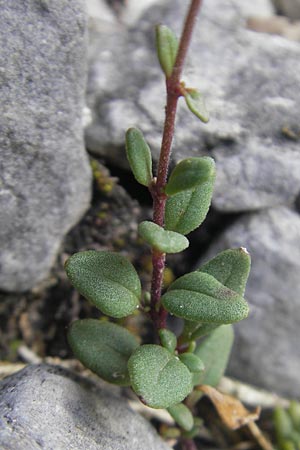 Chaenorhinum origanifolium subsp. crassifolium \ Dickbl&auml;ttriger Orant / Thick-Leaved Toadflax, E Pyren&auml;en/Pyrenees, Ordesa 22.8.2011