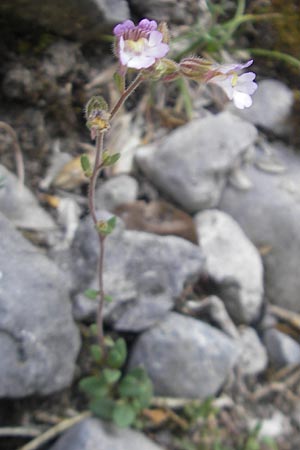 Chaenorhinum origanifolium subsp. crassifolium \ Dickbl&auml;ttriger Orant / Thick-Leaved Toadflax, E Pyren&auml;en/Pyrenees, Ordesa 22.8.2011