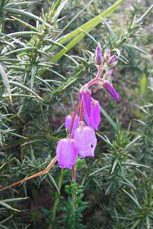Daboecia cantabrica \ Glockenheide / Irish Heath, E Picos de Europa, Covadonga 7.8.2012