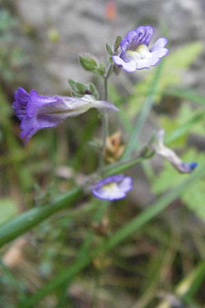 Chaenorhinum origanifolium subsp. origanifolium \ Piemonteser Leinkraut / Dwarf Snapdragon, Malling Toadflax, E Picos de Europa, Cain 9.8.2012