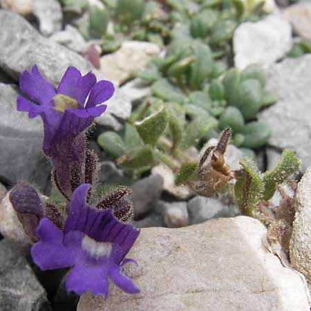 Chaenorhinum origanifolium subsp. origanifolium \ Piemonteser Leinkraut / Dwarf Snapdragon, Malling Toadflax, E Picos de Europa, Fuente De 14.8.2012
