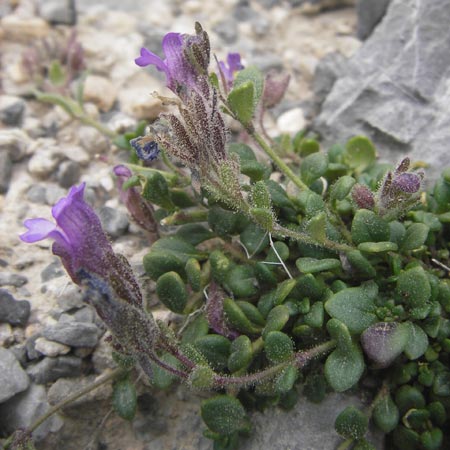 Chaenorhinum origanifolium subsp. origanifolium \ Piemonteser Leinkraut / Dwarf Snapdragon, Malling Toadflax, E Picos de Europa, Fuente De 14.8.2012