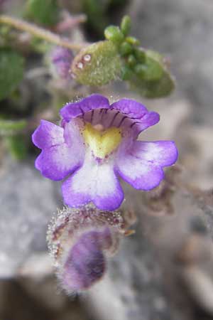 Chaenorhinum origanifolium subsp. origanifolium \ Piemonteser Leinkraut / Dwarf Snapdragon, Malling Toadflax, E Picos de Europa, Fuente De 14.8.2012