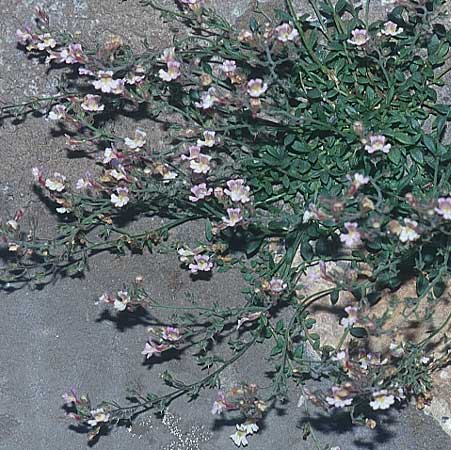 Chaenorhinum origanifolium subsp. origanifolium \ Piemonteser Leinkraut / Dwarf Snapdragon, Malling Toadflax, E Prov. Teruel, Cascada de la Hiedra 20.6.2003