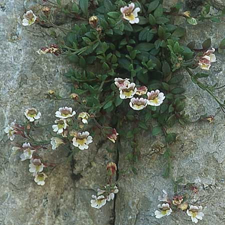 Chaenorhinum origanifolium subsp. origanifolium \ Piemonteser Leinkraut / Dwarf Snapdragon, Malling Toadflax, E Albarracin 26.5.2004