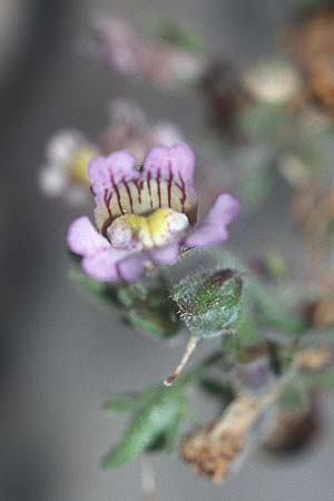 Chaenorhinum origanifolium subsp. origanifolium \ Piemonteser Leinkraut / Dwarf Snapdragon, Malling Toadflax, E Prov. Teruel, Cascada de la Hiedra 11.7.2003