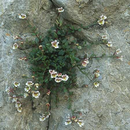 Chaenorhinum origanifolium subsp. origanifolium \ Piemonteser Leinkraut / Dwarf Snapdragon, Malling Toadflax, E Albarracin 26.5.2004