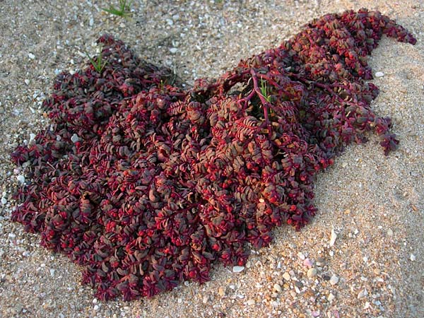 Chamaesyce peplis \ Sumpfquendel-Wolfsmilch / Purple Spurge, E Andalusia,  Playa Zahora 16.11.2009 (Photo: Axel Hirsch)