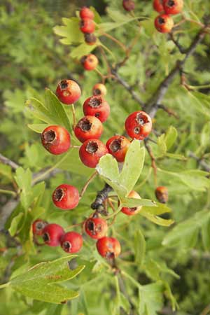 Crataegus monogyna \ Eingriffeliger Weidorn / Hawthorn, E Sangüesa 18.8.2011