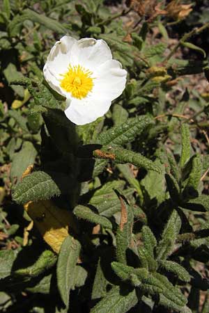Cistus salviifolius \ Salbeibl&auml;ttrige Zistrose / Sage-Leaved Rock-Rose, E Picos de Europa, Potes 15.8.2012