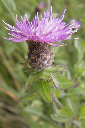 Centaurea nigra subsp. nemoralis \ Hain-Flockenblume, Schwarze Flockenblume / Common Knapweed, E Getaria 16.8.2011