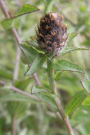 Centaurea nigra subsp. nemoralis \ Hain-Flockenblume, Schwarze Flockenblume / Common Knapweed, E Getaria 16.8.2011