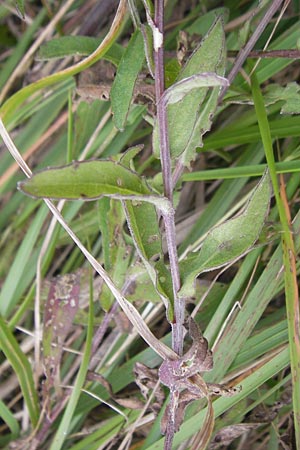Centaurea nigra subsp. nemoralis \ Hain-Flockenblume, Schwarze Flockenblume / Common Knapweed, E Getaria 16.8.2011