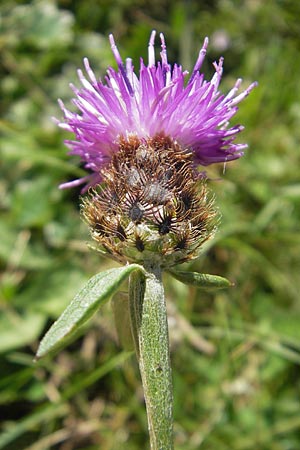Centaurea nigra subsp. nemoralis \ Hain-Flockenblume, Schwarze Flockenblume / Common Knapweed, E Pyrenäen/Pyrenees, Hecho - Tal / Valley 19.8.2011