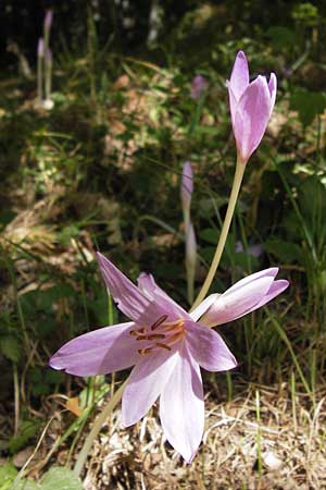 Colchicum multiflorum ? \ Vielbl&uuml;tige Zeitlose / Many-Flowered Autumn Crocus, E Picos de Europa, Cain 9.8.2012