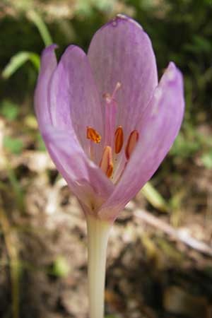 Colchicum multiflorum ? \ Vielbl&uuml;tige Zeitlose / Many-Flowered Autumn Crocus, E Picos de Europa, Cain 9.8.2012