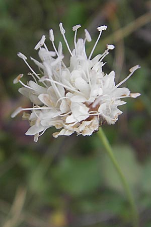 Cephalaria leucantha \ Wei&szlig;er Schuppenkopf / Yellow Scabiosa, E Sang&uuml;esa 18.8.2011