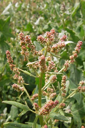 Chenopodium quinoa, Quinoa