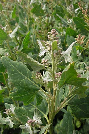 Chenopodium quinoa \ Reismelde, Inka-Reis / Quinoa, E Asturien/Asturia Ribadesella 10.8.2012