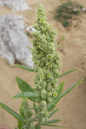 Chenopodium quinoa \ Reismelde, Inka-Reis / Quinoa, E Asturien/Asturia Ribadesella 10.8.2012