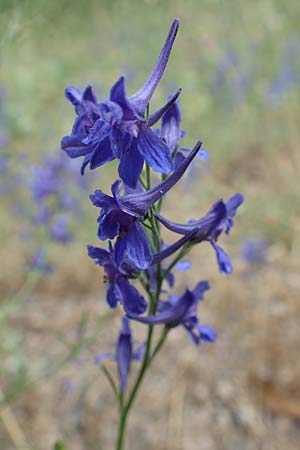 Delphinium consolida subsp. consolida \ Feld-Rittersporn / Forking Larkspur, E Pyrenäen/Pyrenees, Prat de Cadi 6.8.2018