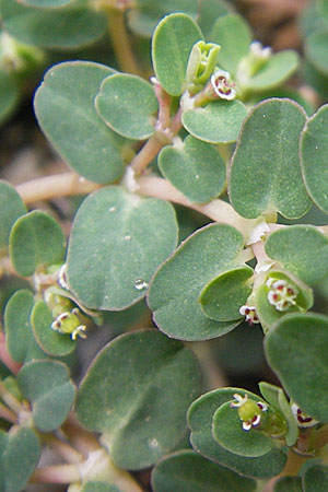 Chamaesyce serpens \ Geschlngelte Wolfsmilch / Matted Sandmat, Creeping Spurge, E Sangüesa 18.8.2011