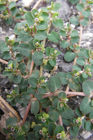 Chamaesyce serpens \ Geschlngelte Wolfsmilch / Matted Sandmat, Creeping Spurge, E Sangüesa 18.8.2011